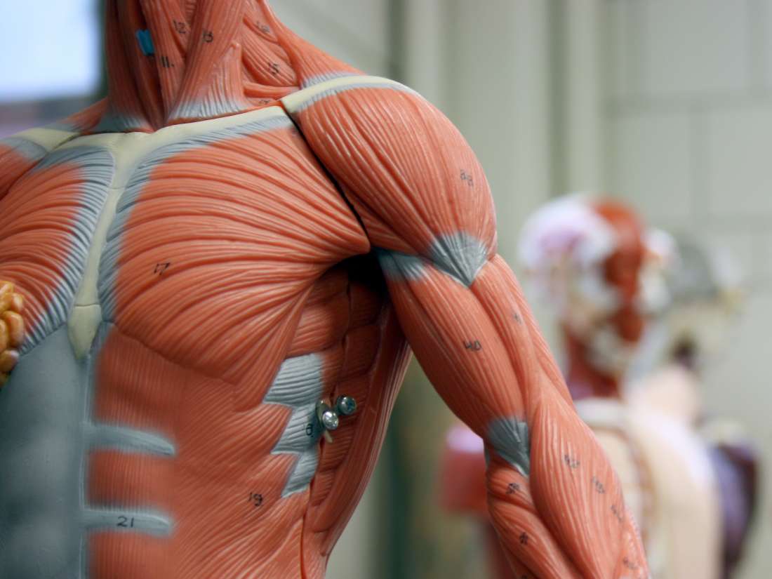Мышцы картинка. Симметрия мышц. Травмы мышечной системы. Поврежденная мышечная система. Дерево с мышцами.